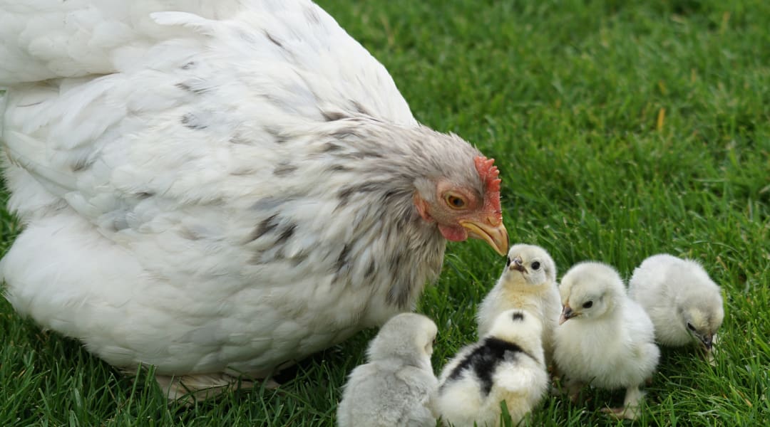 In business, what comes first the chicken or the egg?