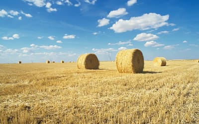 Have You Forgotten How to Dream Big as an Entrepreneur?