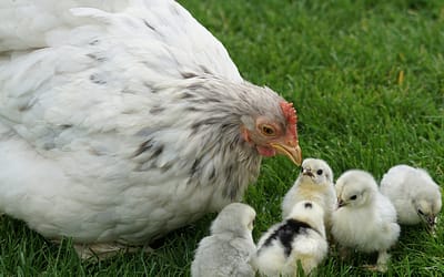 In business, what comes first the chicken or the egg?