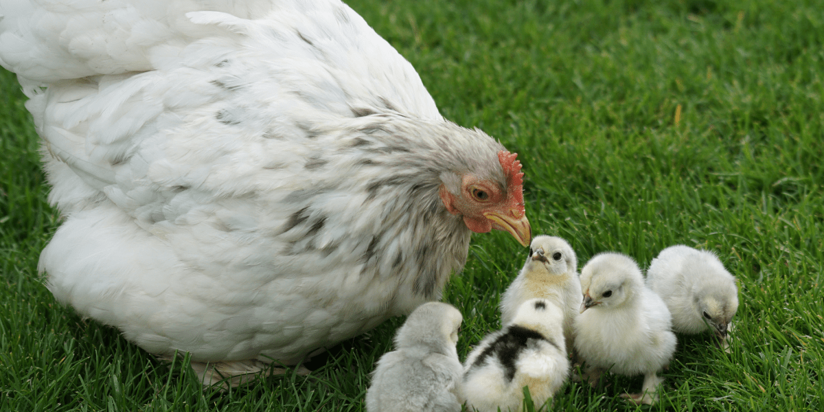 In Business, What Comes First, The Chicken Or The Egg?